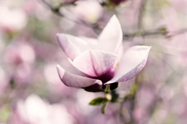 Magnolia wiosenne kwiaty — Zdjęcie stockowe