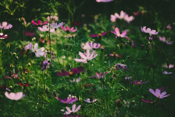 紫色の入札花 — ストック写真