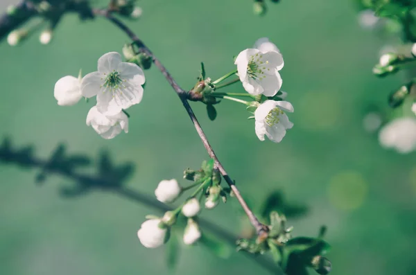 Cerise fleurs de printemps — Photo
