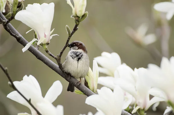 Magnolia fleurs de printemps — Photo