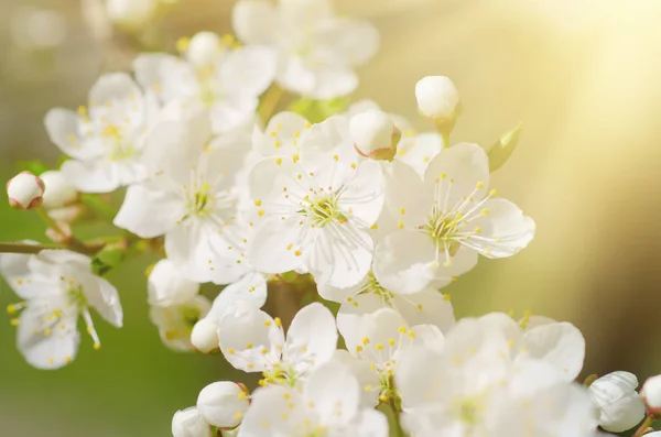 Fiori di albicocca — Foto Stock