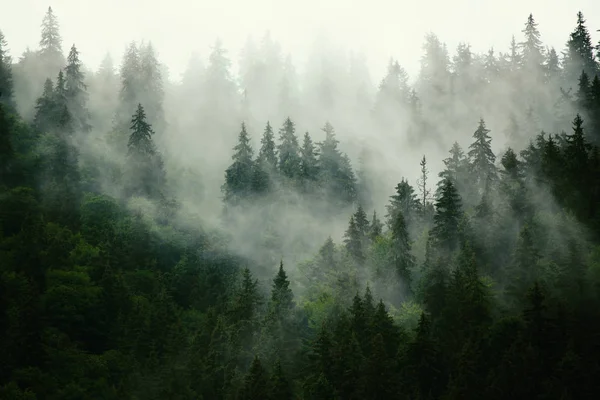 Paesaggio di montagna nebbioso — Foto Stock