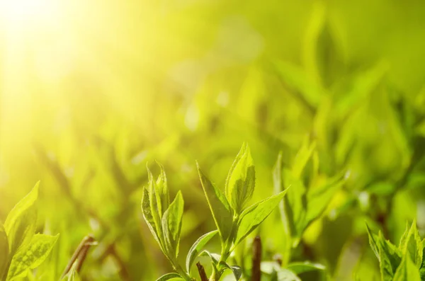 Sonnige grüne Blätter — Stockfoto