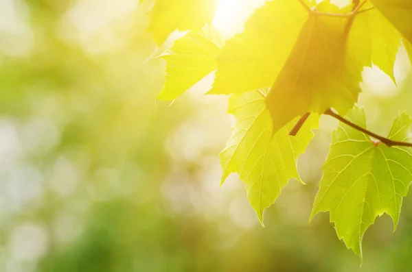 Feuilles de vigne vertes ensoleillées — Photo