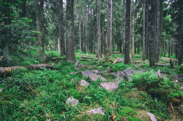 Floresta escandinava do Norte — Fotografia de Stock
