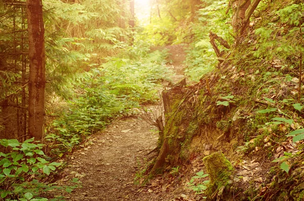 Verão floresta verde — Fotografia de Stock