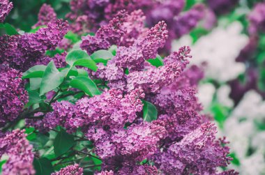 Bahar leylak çiçekleri