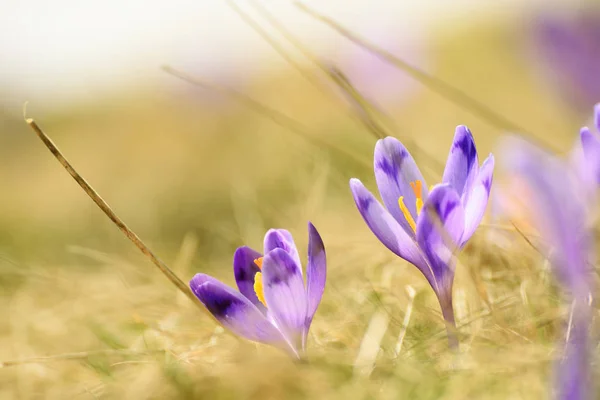 Jarní krokus květiny — Stock fotografie