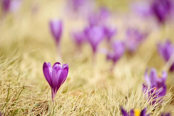 Blomkål — Stockfoto