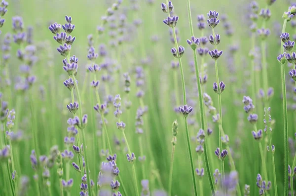 Lavender beautiful flowers — Stock Photo, Image