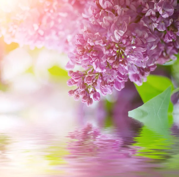 Rama de flores lila — Foto de Stock