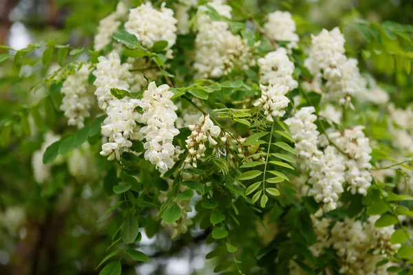 Flores de acacia blanca —  Fotos de Stock