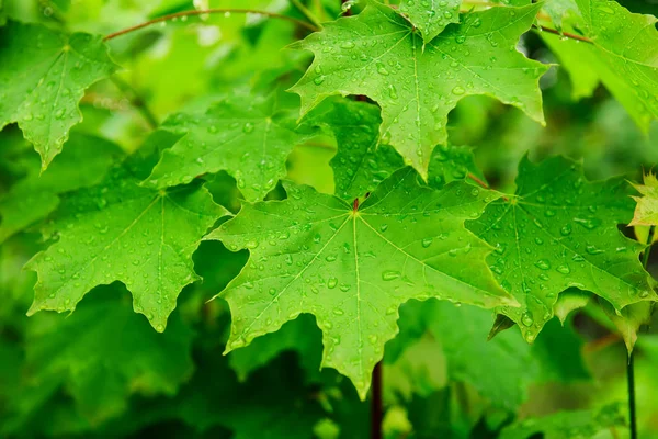 Feuilles d'érable fond — Photo