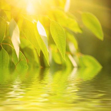 Okaliptüs yeşili yapraklar