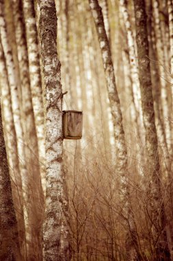 Ormandaki yuva kutusu.