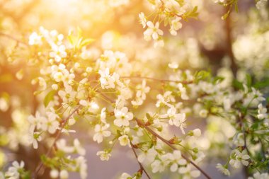 Kiraz bahar çiçekleri