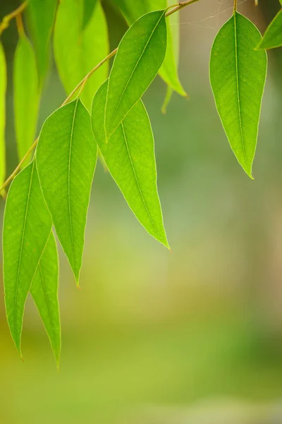 Foglie verdi di eucalipto — Foto Stock