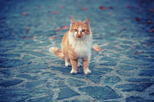 Calle gato retrato — Foto de Stock
