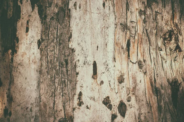 Eucalyptus bark texture — Stock Photo, Image