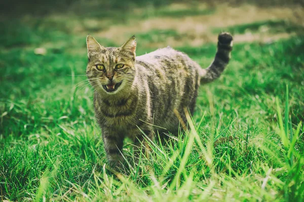 在草地上逗猫 — 图库照片