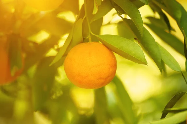 Tangerine soleado jardín —  Fotos de Stock