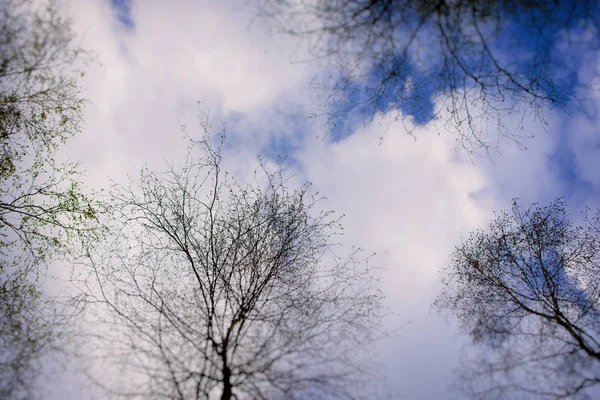 Céu Com nuvens e árvores — Fotografia de Stock