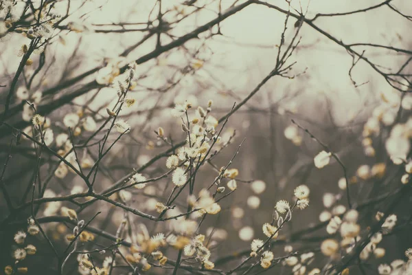 Blooming willow branch — Stock Photo, Image