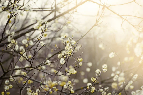 Cabang willow mekar — Stok Foto