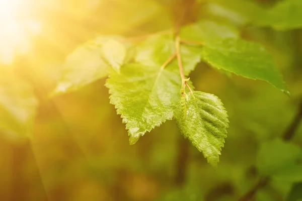 Sonnige grüne Blätter — Stockfoto