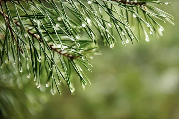 Wet pine tree — Stock Photo, Image