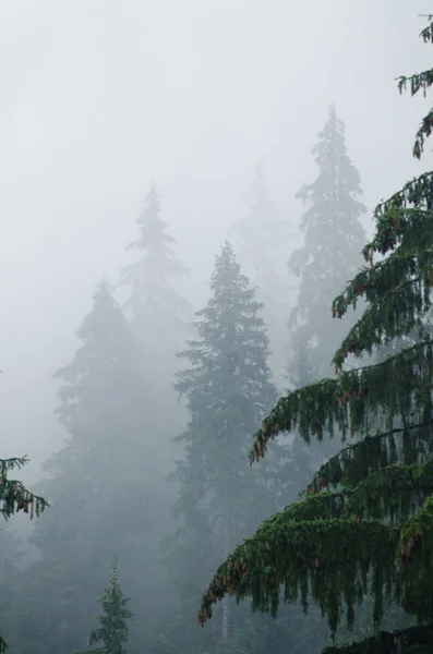 Foggy paesaggio mattutino — Foto Stock