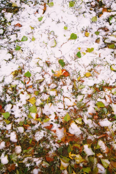Herbstlaub und Schnee — Stockfoto