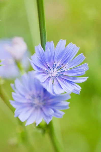 Doğadaki hindiba çiçeği — Stok fotoğraf