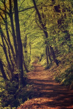 Karanlık kasvetli orman