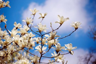 Magnolia bahar çiçekleri