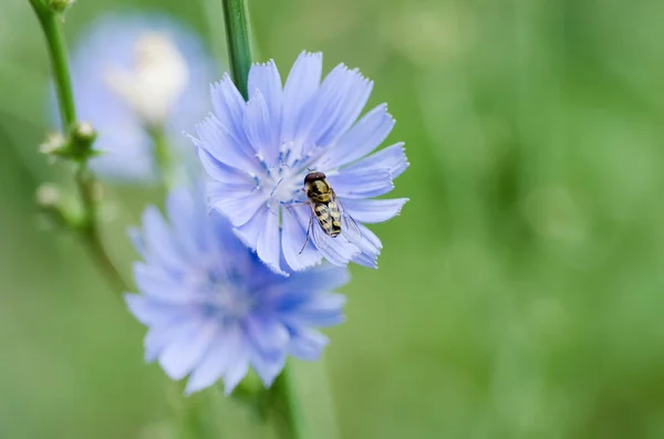 Kwiat cykorii w przyrodzie — Zdjęcie stockowe