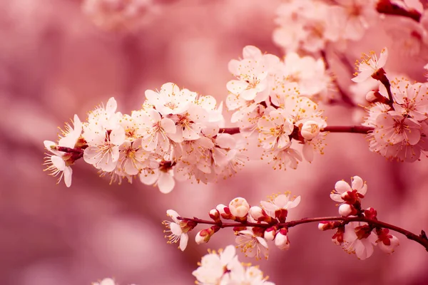 Floresce de damasco — Fotografia de Stock