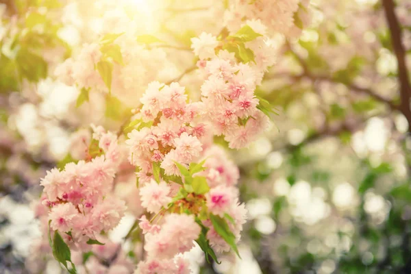 Sakura bloemen bloeien — Stockfoto