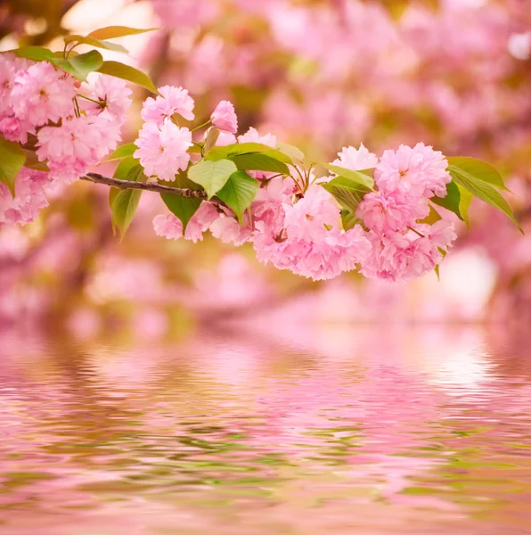 Sakura-Blumen blühen — Stockfoto