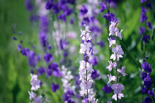 Fleurs violettes fond — Photo