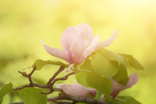 Magnolia fiori primaverili — Foto Stock