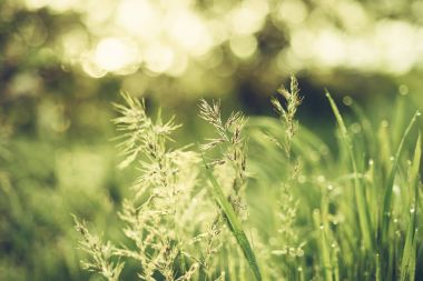 Doğal soyut güneşli arkaplan