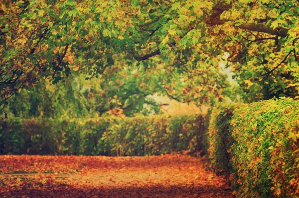 Herbstlich schöner Park — Stockfoto