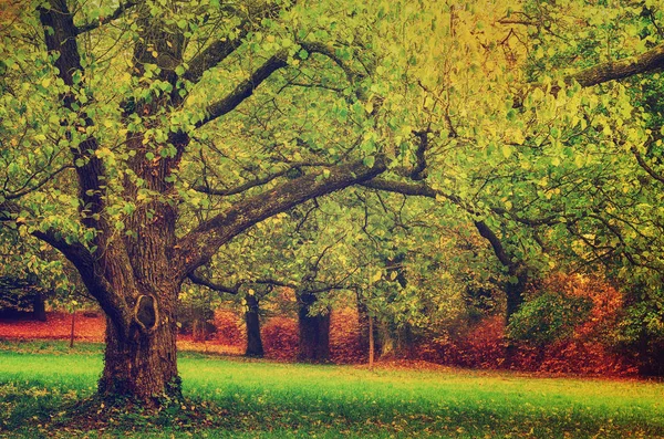 Árbol en el parque —  Fotos de Stock