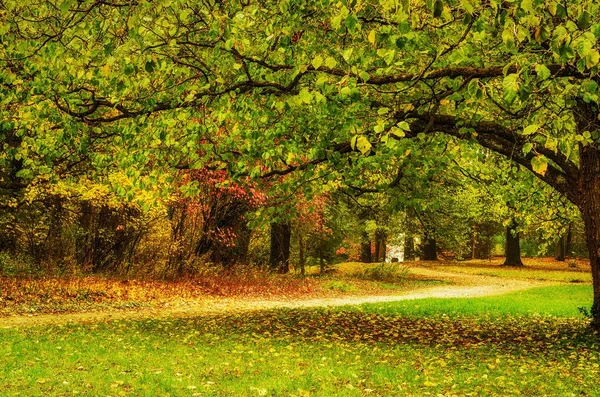 Podzimní slunný park — Stock fotografie