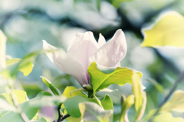 Magnolia lentebloemen — Stockfoto