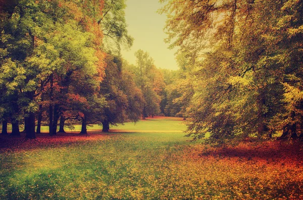 Otoño hermoso parque —  Fotos de Stock