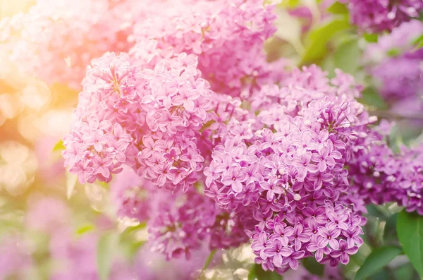 ライラックの花の枝 — ストック写真