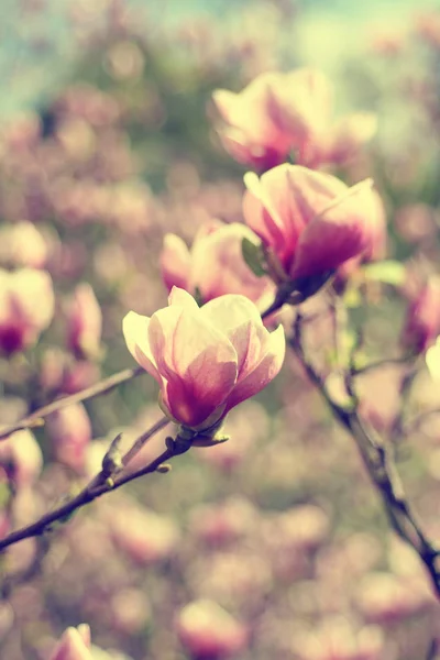 Magnolia lentebloemen — Stockfoto