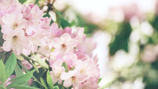 진달래 최대 핑크 꽃 — 스톡 사진